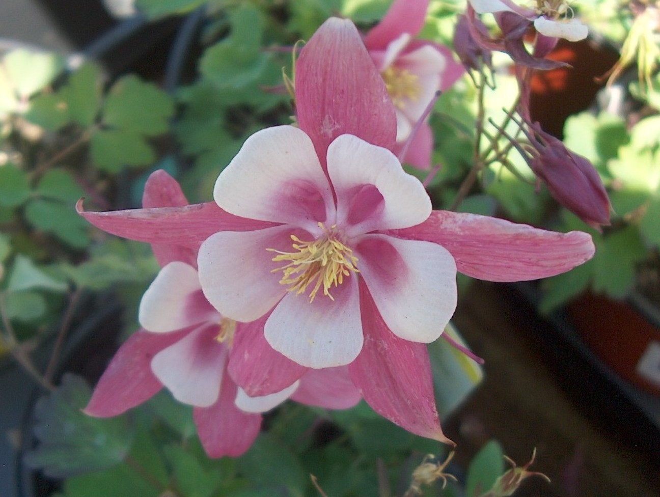 Online Plant Guide Aquilegia x caerulea 'Origami Rose and White